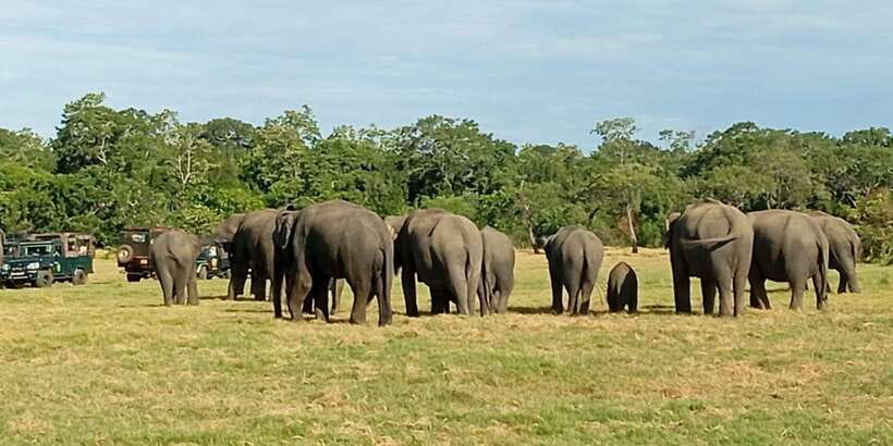 Minneriya National Park Safari - Entrance Fee Included - Minneriya Elephant Gathering: what you’re really chasing (and why dry season matters)