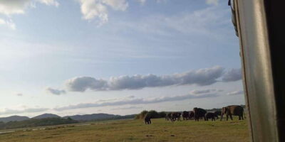 Minneriya National Park Safari - Entrance Fee Included - Inside the safari: 3.5 hours of game drive and wildlife viewing from a 4x4