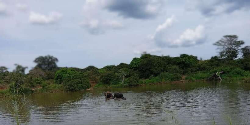 Minneriya National Park Safari - Entrance Fee Included - Beyond elephants: sambar deer, possible leopards, and bird life
