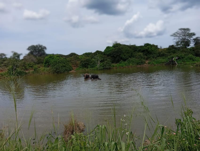 Minneriya National Park Safari - Entrance Fee Included - Photo stops, habitats, and how to get the most out of 4 hours