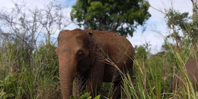 Minneriya National Park Safari - Entrance Fee Included - What to bring (and what not to do) for a smoother safari