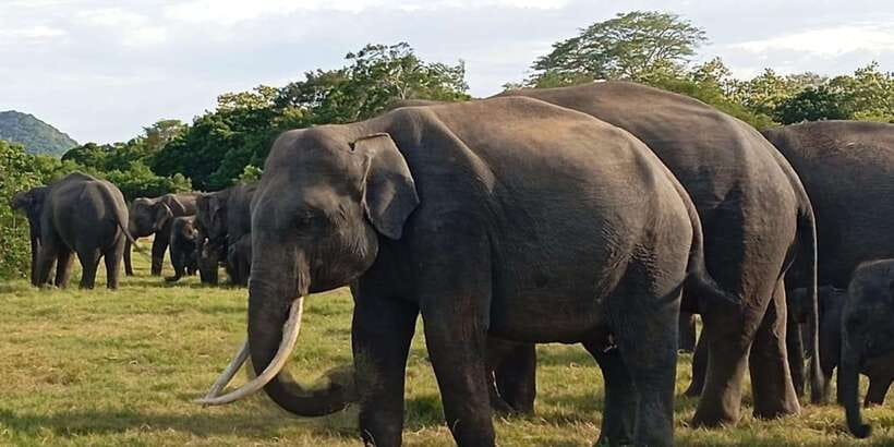 Minneriya National Park Safari - Entrance Fee Included - Who this Minneriya safari fits best (and who might want a longer trip)