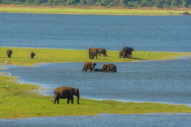 Minneriya National Park Safari from Habarana - Key things I’d watch for before you book