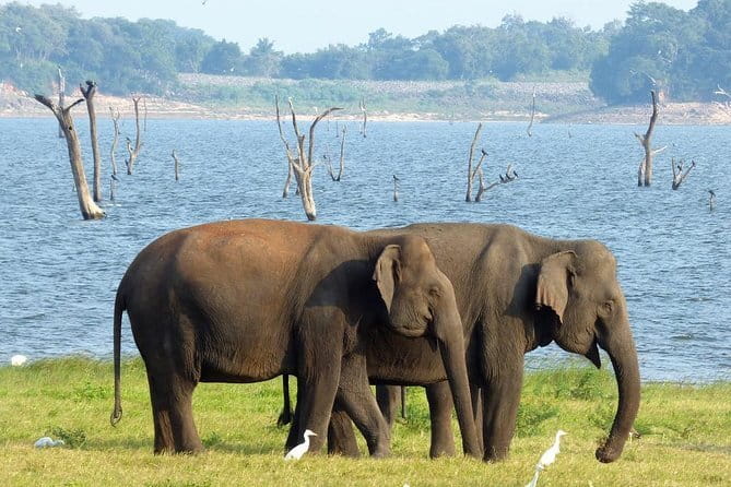 Minneriya National Park Safari from Habarana - Why an afternoon Minneriya safari from Habarana is such a smart fit