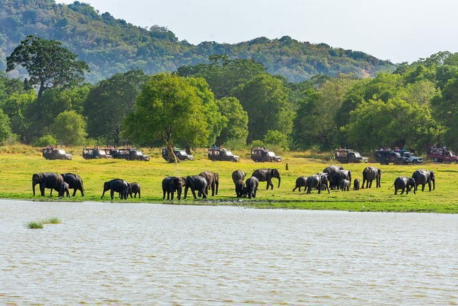 Minneriya National Park Safari from Habarana - Minneriya National Park: what you’re really paying for