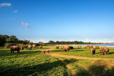 Minneriya National Park Safari from Habarana - The private jeep pickup: comfort, control, and a guide who pays attention