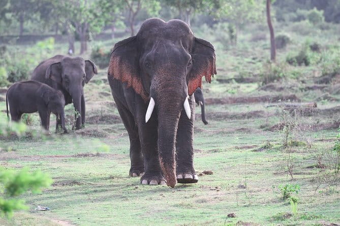 Minneriya National Park Safari from Habarana - The safari ride itself: finding elephants even when the park is busy