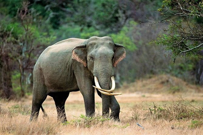 Minneriya National Park Safari from Habarana - Price and value: is $30 per person a fair deal?