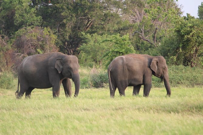Minneriya National Park Safari from Habarana - Who this safari suits best (and who might want to rethink it)
