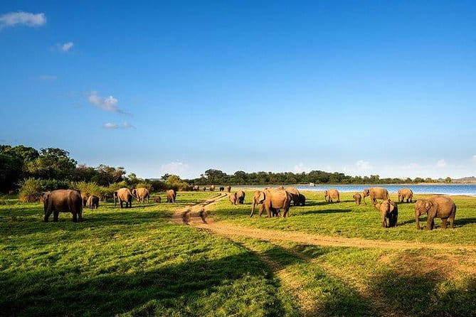 Minneriya National Park Safari from Habarana - The private jeep pickup: comfort, control, and a guide who pays attention