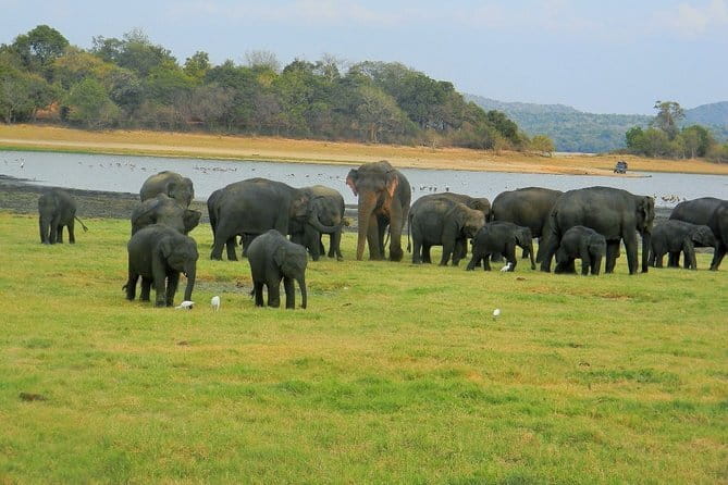 Minneriya National Park : Safari Jeep with Tickets - Key highlights worth your attention