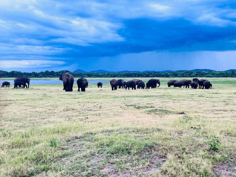 Minneriya National Park : Safari Jeep with Tickets - Should you book this Minneriya safari jeep with tickets?