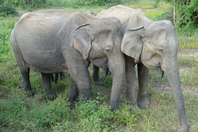 Minneriya National Park : Safari Jeep with Tickets - Private safari Jeep and the guide edge that matters
