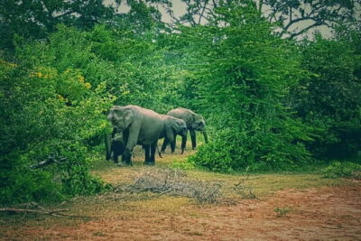 Minneriya National Park : Safari Jeep with Tickets - Evening safari timing: the 2:30 pm start and the 5:30 pm finish