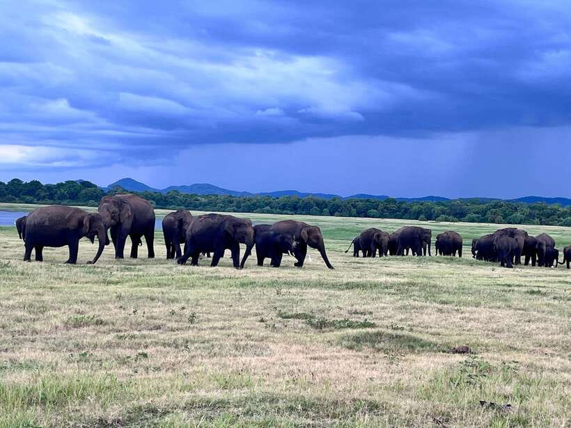 Minneriya National Park : Safari Jeep with Tickets - Who this Minneriya safari fits best