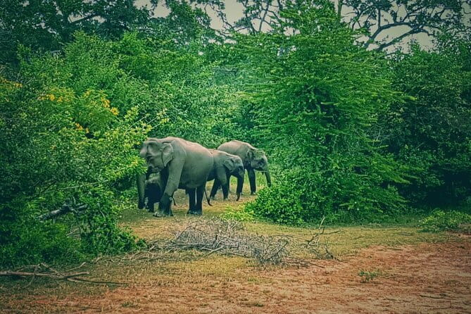 Minneriya National Park : Safari Jeep with Tickets - Evening safari timing: the 2:30 pm start and the 5:30 pm finish
