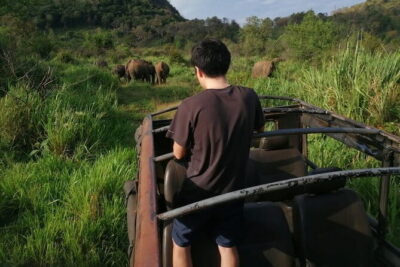 Minneriya National Park Safari - Private Jeep with Hotel Pickup - Private Jeep Plus Pickup: How the 4-Hour Safari Works