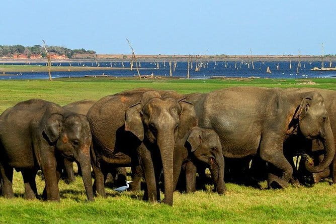 Minneriya National Park Safari - Private Jeep with Hotel Pickup - Extra Wildlife Chances: Deer, Birds, Monkeys, and Crocodiles