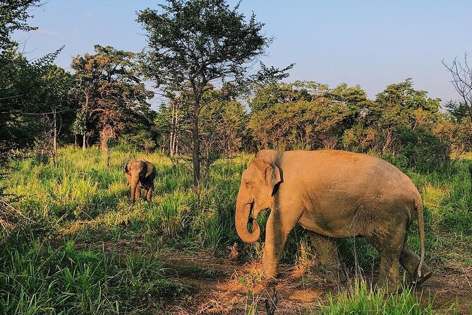 Minneriya National park Safari Sri Lanka - Key things I’d circle before you go