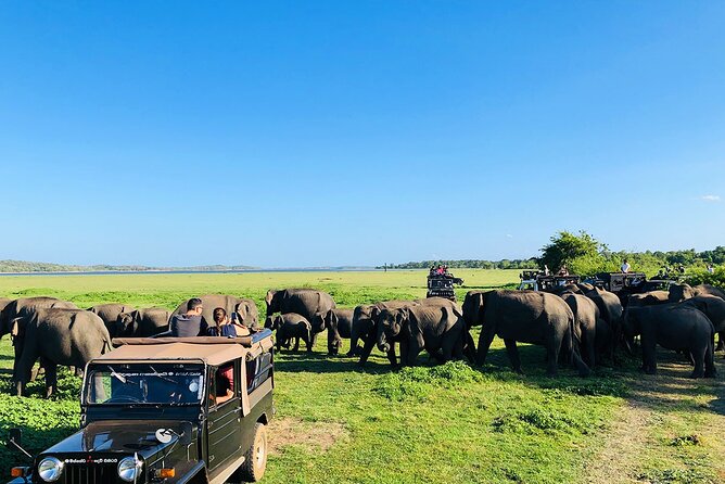 Minneriya National park Safari Sri Lanka - From Habarana Pickup to Minneriya Gate