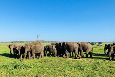 Minneriya National park Safari Sri Lanka - Elephants, Leopards, Sloth Bears, Deer, and Birds