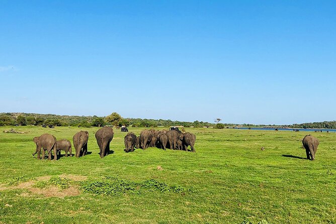 Minneriya National park Safari Sri Lanka - Who This Minneriya Safari Fits Best