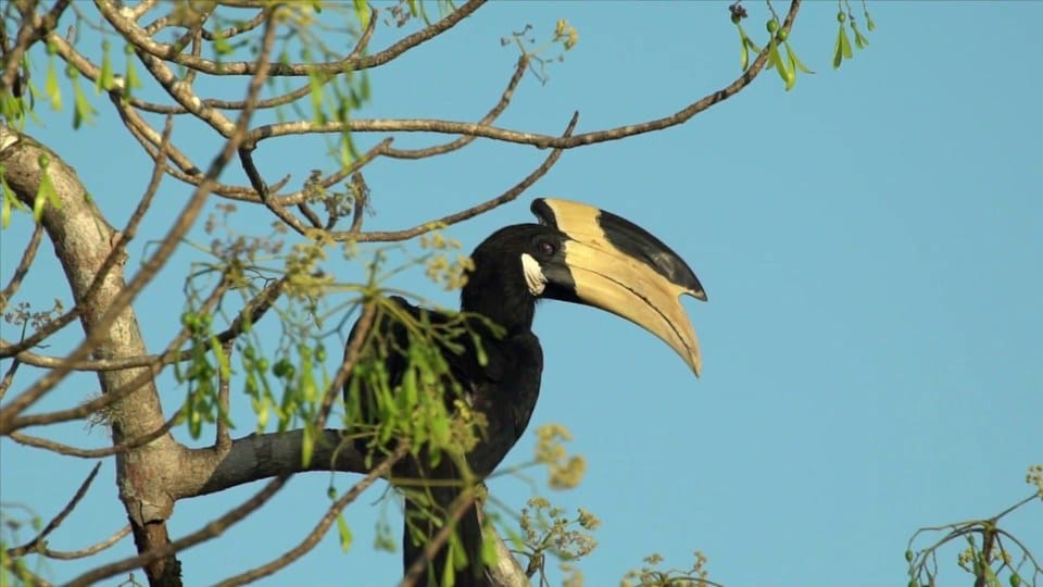 Minneriya: Private Jeep Safari From Trincomalee - Should you book this Minneriya private jeep safari?