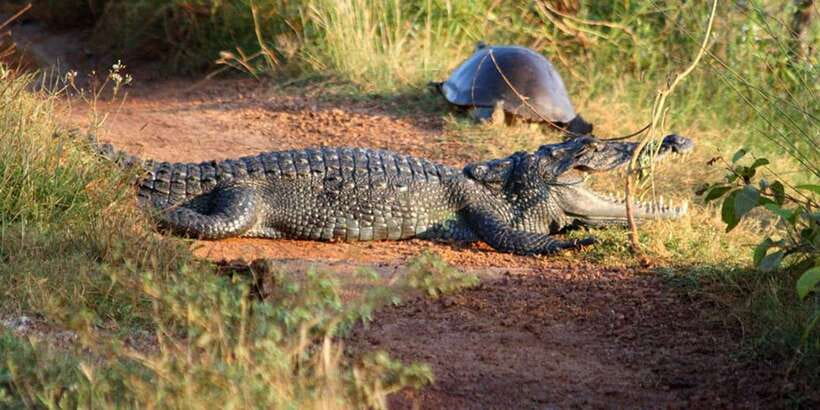 Minneriya: Private Jeep Safari From Trincomalee - Minneriya National Park and the dry-season elephant gathering
