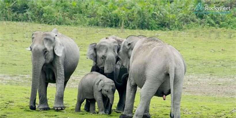 Minneriya: Private Jeep Safari From Trincomalee - Your 4-hour jeep safari: what you do in the park