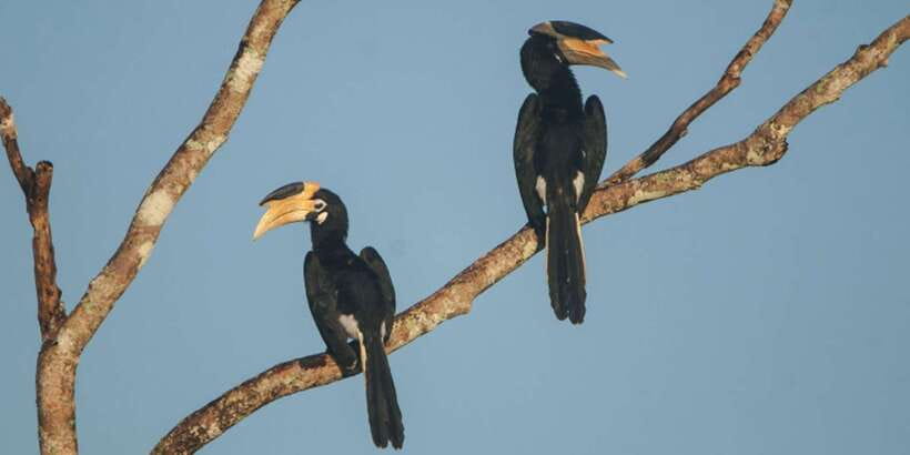 Minneriya: Private Jeep Safari From Trincomalee - Wildlife odds beyond elephants: birds, bears, monkeys, and more