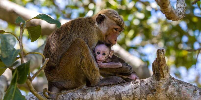 Minneriya: Private Jeep Safari From Trincomalee - Driver-Tracker quality, English levels, and how to get more out of the day