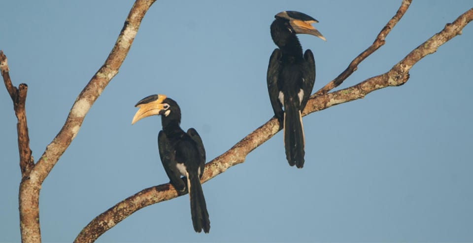 Minneriya: Private Jeep Safari From Trincomalee - Price and logistics: what $159 covers and what doesn’t