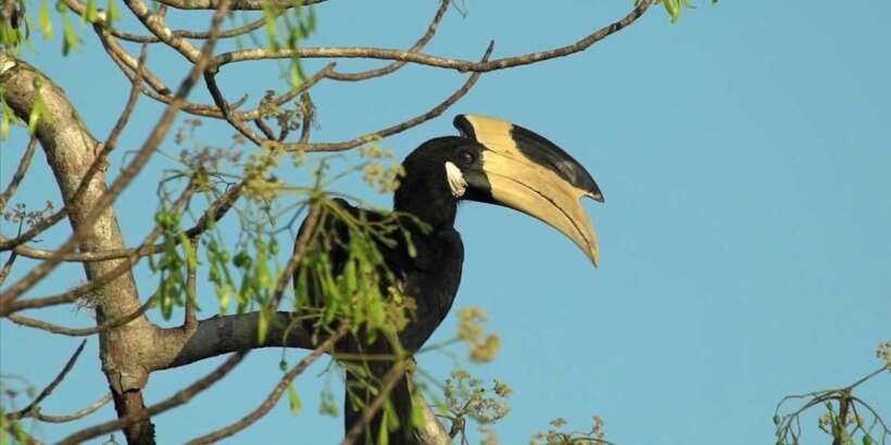 Minneriya: Private Jeep Safari From Trincomalee - Comfort, gear, and park rules that actually matter