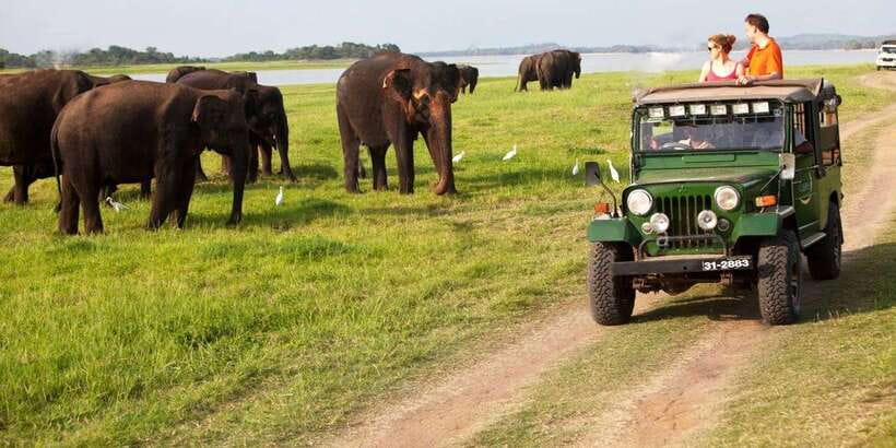 Minneriya: Private Jeep Safari From Trincomalee - Trincomalee to Minneriya: how the 1-day flow really feels