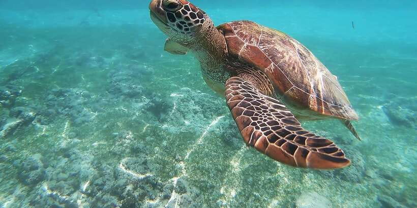 Mirissa: Snorkeling Experience with Turtles - Getting to Kotapola: Tuk Tuk Pickup and a Simple Start