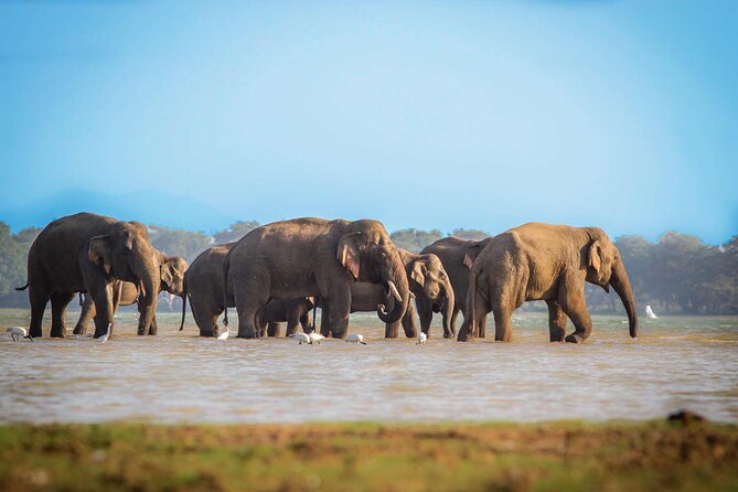 Mirissa to Ella Shuttle & Udawalawe Safari Drive with Breakfast - Udawalawe is the smart choice for a one-day safari stop