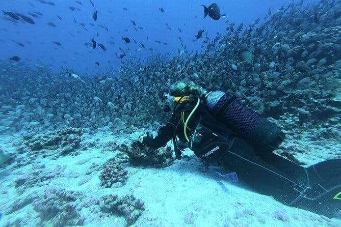 Mirissa Unforgettable Snorkeling Experience with Turtles - Turtles, Fish, and Coral: Manage Your Inner Snorkeler