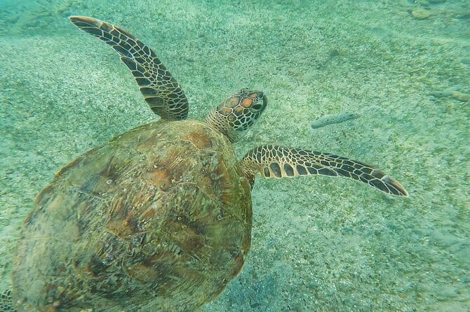 Mirissa Unforgettable Snorkeling Experience with Turtles - Price and Value: Does $24 Actually Make Sense?
