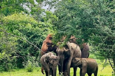 Mirissa, Weligama, Ahangama Transfer to Ella and Udawalawa Safari - Timing matters: morning 04:00 versus 11:30 safari starts