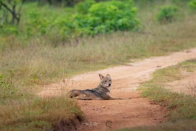 Mirissa, Weligama, Ahangama Transfer to Ella and Udawalawa Safari - FAQ