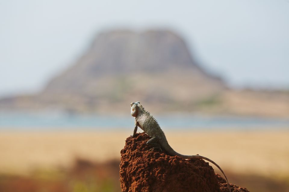 Mirissa/Weligama/Galle/Tangalle: Drop to Ella & Yala Safari - The Guide Makes It Better: Spotting Smarter and Shooting Easier