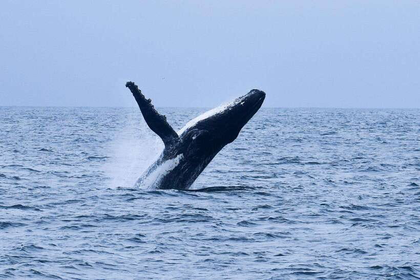 Mirissa: Whale & dolphin Watching Boat Tour with Breakfast - 5 key things that make this Mirissa whale boat tour worth your morning
