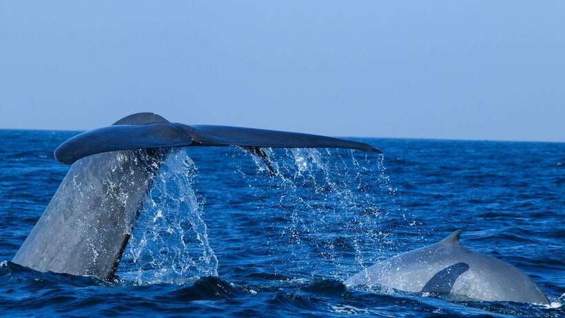 Mirissa: Whale & dolphin Watching Boat Tour with Breakfast - The boat experience: upper-deck views and what to watch for