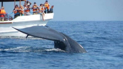 Mirissa: Whale & dolphin Watching Boat Tour with Breakfast - Breakfast at sea: what’s included and why it’s a big deal