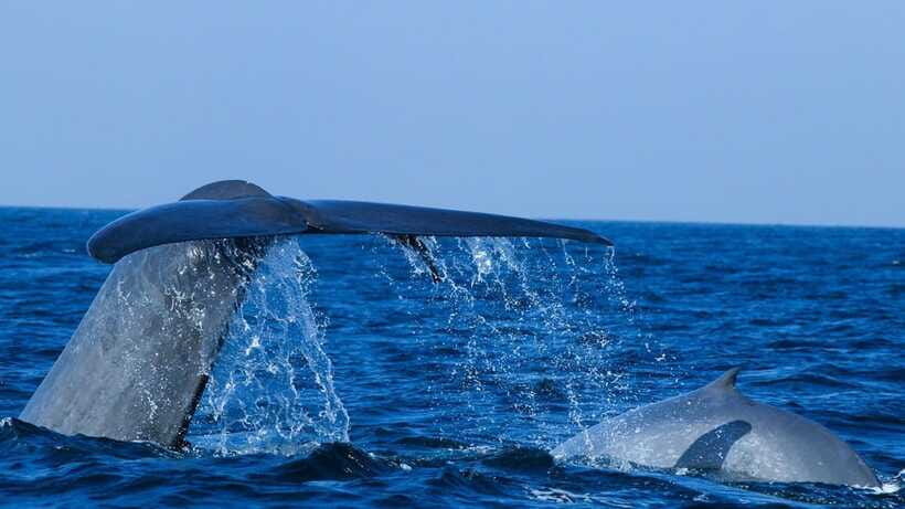 Mirissa: Whale & dolphin Watching Boat Tour with Breakfast - Who this tour is best for (and who should skip it)