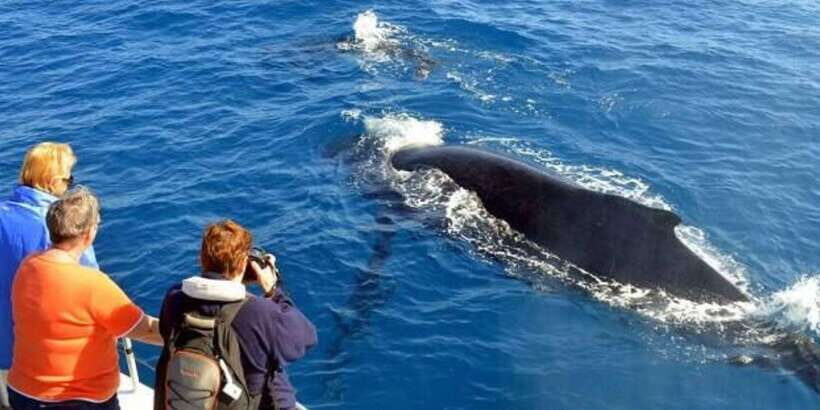 Mirissa: Whale & Dolphin Watching Cruise with Breakfast - Whales, Dolphins, and Turtles You Can Look For (and How to Spot Them)