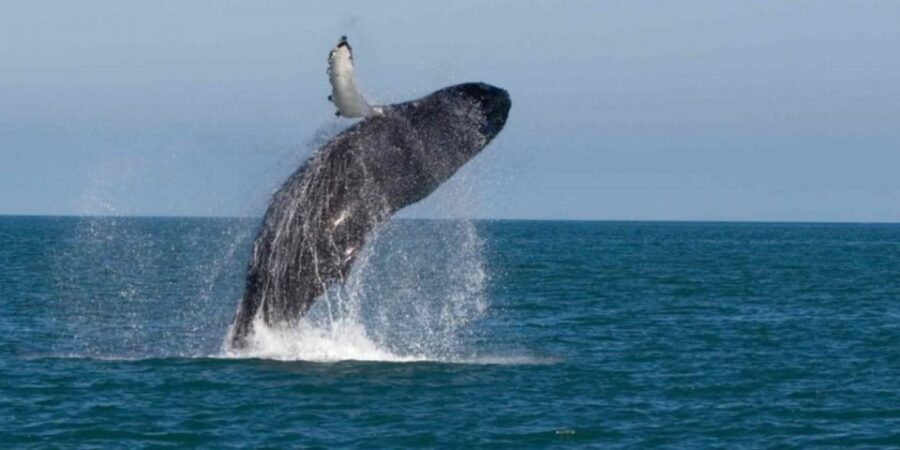Mirissa: Whale & Dolphin Watching Cruise with Breakfast - Breakfast and Snacks: Why the Food Setup Matters in the Heat
