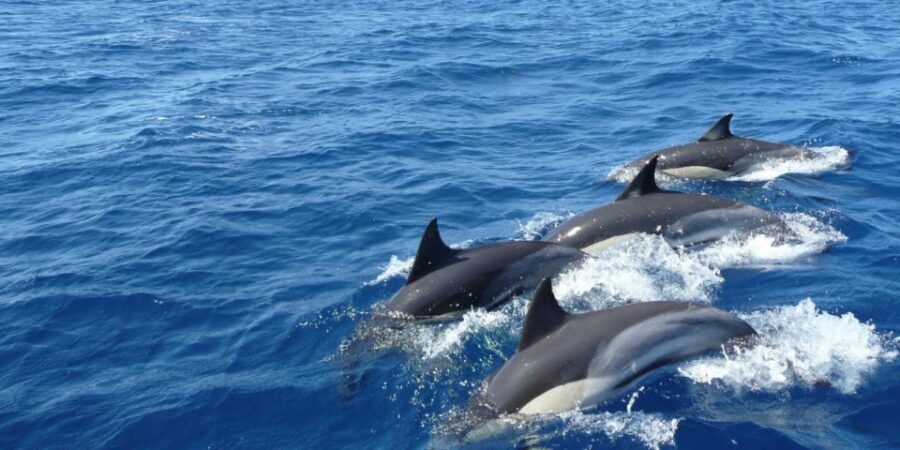Mirissa: Whale & Dolphin Watching Cruise with Breakfast - Mirissa Photo Stop and Short Sightseeing Before You Go