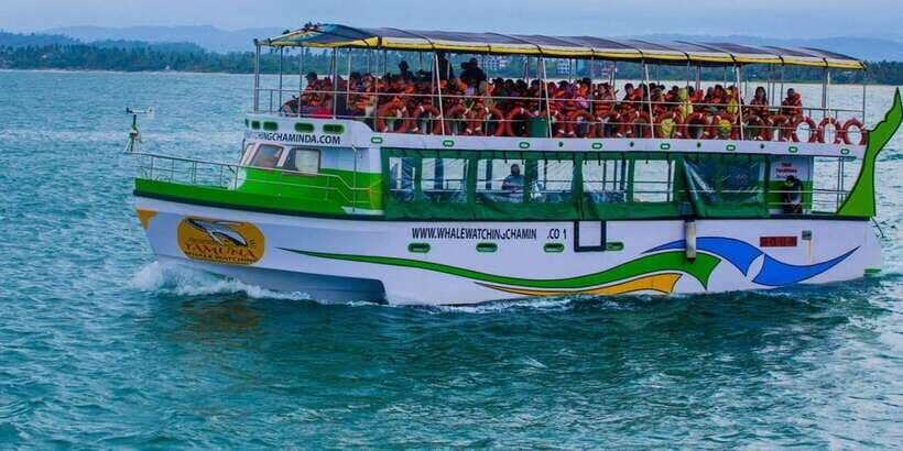 Mirissa: Whale & Dolphin Watching Cruise with Breakfast - Who This Cruise Suits Best, and Who Should Skip It