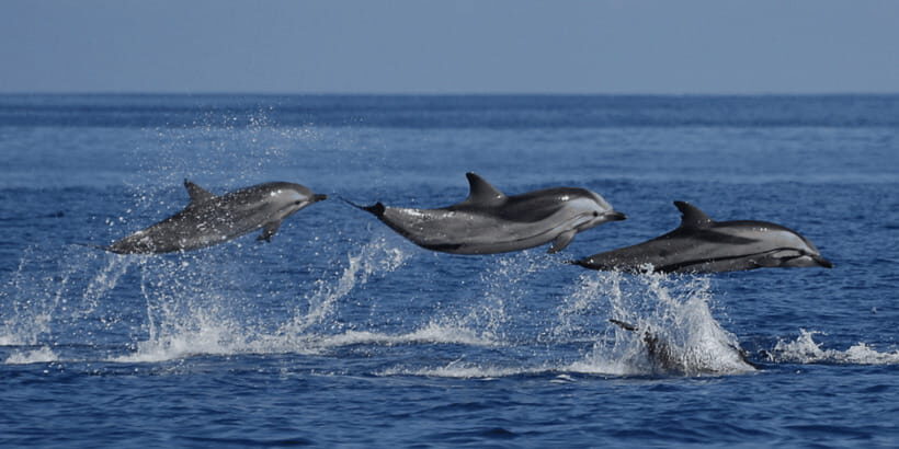 Mirissa: Whale & Dolphin Watching Cruise with Breakfast - Your Boat Trip: What the 3–4 Hours on the Indian Ocean Really Means
